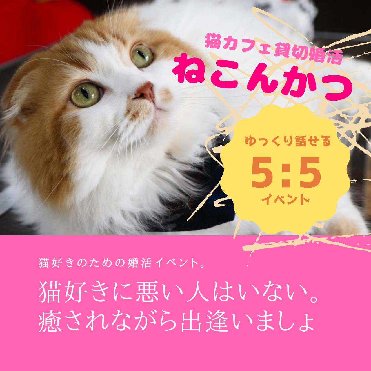 6 26 金 猫カフェ貸切婚活 ねこんかつ 月3 300円からの婚活 姫路周辺から神戸間で素敵なパートナーをお探しならプリムラへ
